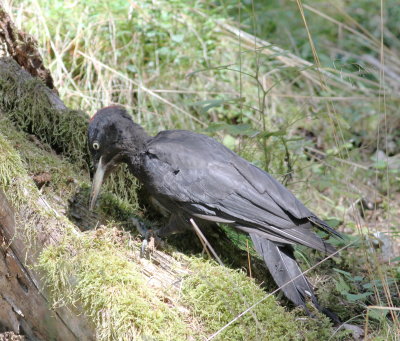 Black Woodpecker (Dryocopus martius)