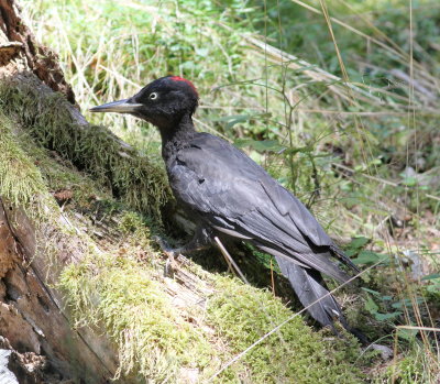 Black Woodpecker (Dryocopus martius)