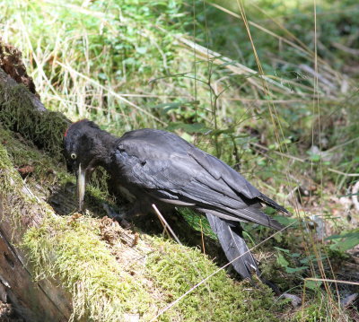 Black Woodpecker (Dryocopus martius)