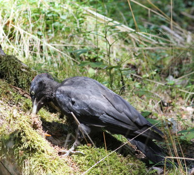 Black Woodpecker (Dryocopus martius)