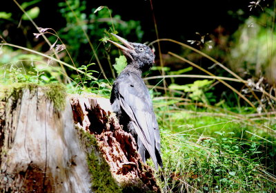 Black Woodpecker.jpg