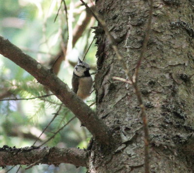 Crested Tit (Lophophanes cristatus)