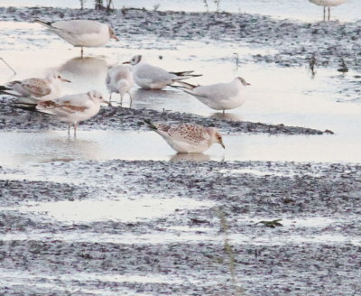 Mediterranean Gull (Larus melanocephalus)