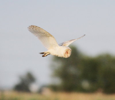 barn_owl