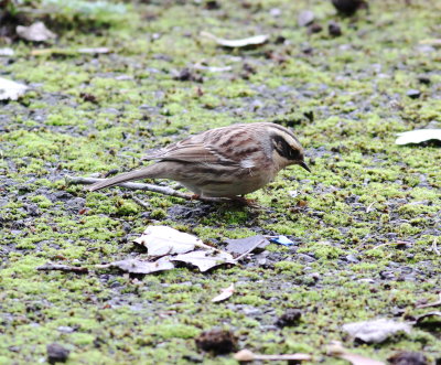 Siberian Accentor (Prunella montanella)