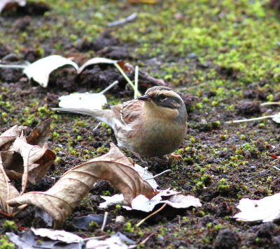 Siberian Accentor (Prunella montanella)