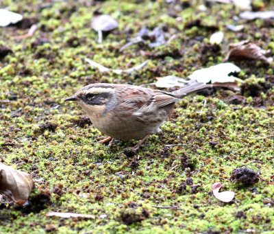 Siberian Accentor (Prunella montanella)