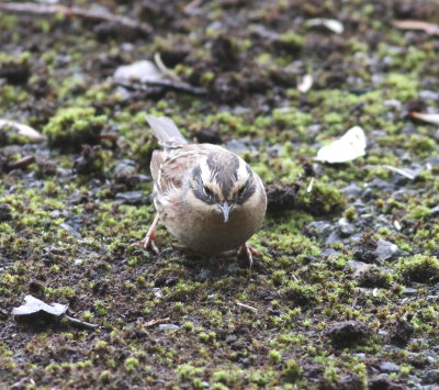 Siberian Accentor (Prunella montanella)