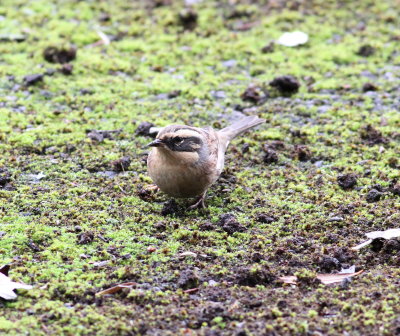 Siberian Accentor (Prunella montanella)