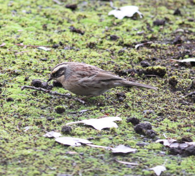 Siberian Accentor (Prunella montanella)