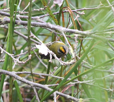 firecrest_uk