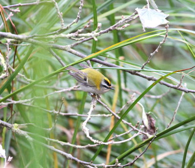 Firecrest (Regulus ignicapilla)