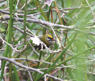 Firecrest (Regulus ignicapilla)