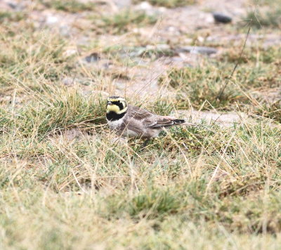 Shorelark (Eremophila alpestris)