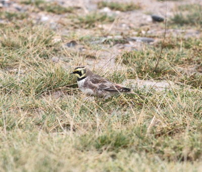 Shorelark (Eremophila alpestris)