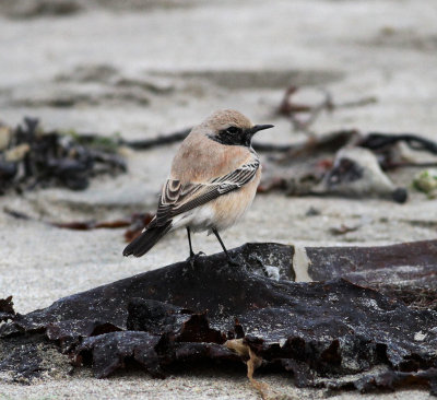 Desert Wheatear (Oenanthe deserti)