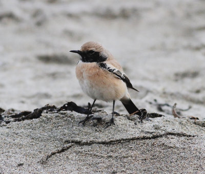 Desert Wheatear (Oenanthe deserti)