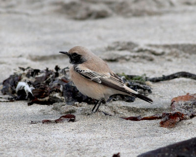 Desert Wheatear (Oenanthe deserti)