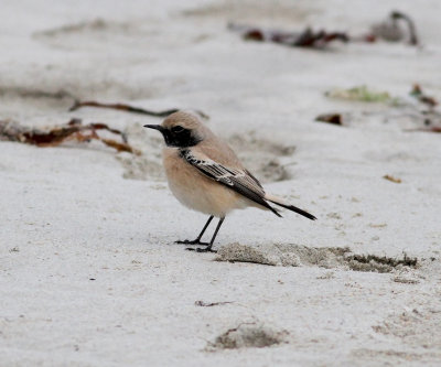 Desert Wheatear (Oenanthe deserti)