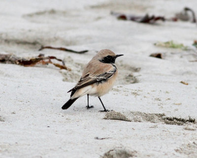 Desert Wheatear (Oenanthe deserti)