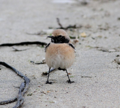 Desert Wheatear (Oenanthe deserti)