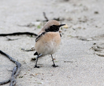 Desert Wheatear (Oenanthe deserti)
