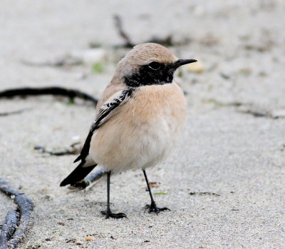 Desert Wheatear (Oenanthe deserti)