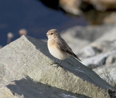 Pied Wheatear (Oenanthe pleschanka)