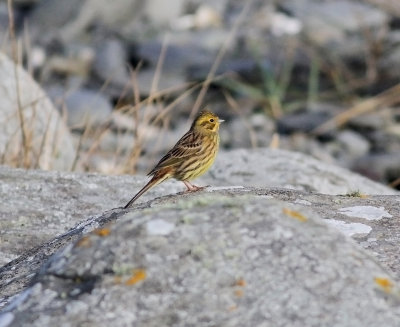 Yellowhammer (Emberiza citrinella)