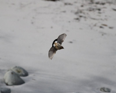 Northern Wheatear (Oenanthe oenanthe)