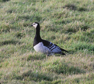 Barnacle Goose (Branta leucopsis)