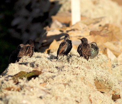 Starling (Sturnus vulgaris)