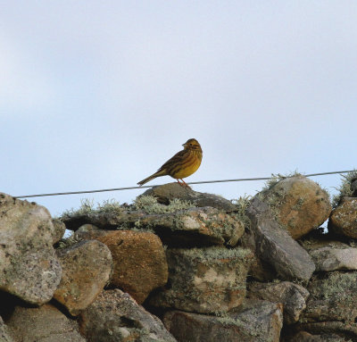 Yellowhammer (Emberiza citrinella)