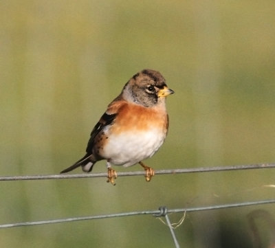 Brambling (Fringilla montifringilla)