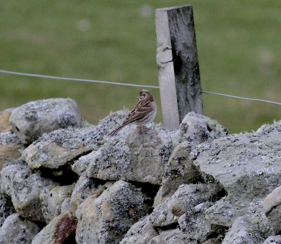 Pine Bunting (Emberiza leucocephalos)