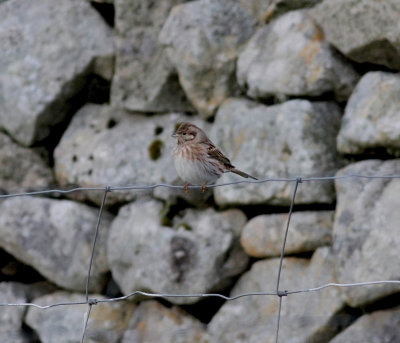 Pine Bunting (Emberiza leucocephalos)
