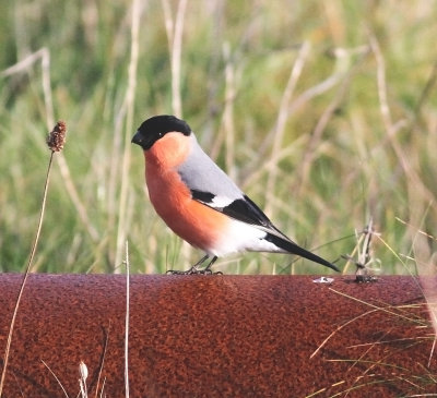 Northern Bullfinch (Pyrrhula pyrrhula pyrrhula)