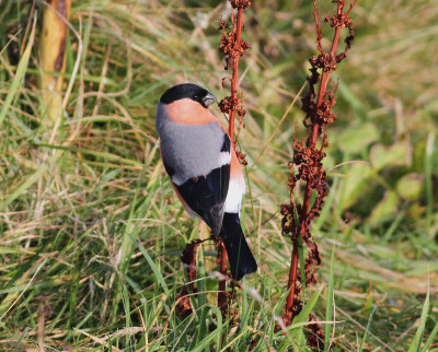 Northern Bullfinch (Pyrrhula pyrrhula pyrrhula)