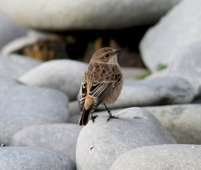 Siberian Stonechat (Saxicola maurus)