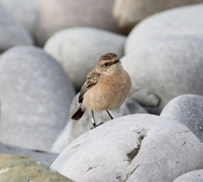 Siberian Stonechat (Saxicola maurus)