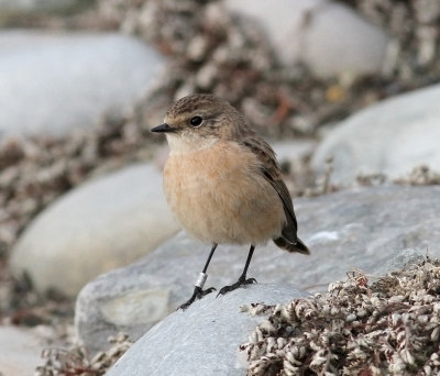 Siberian Stonechat (Saxicola maurus)