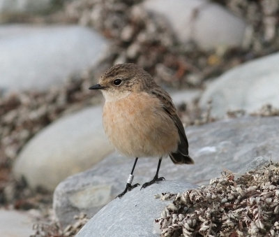 Siberian Stonechat (Saxicola maurus)