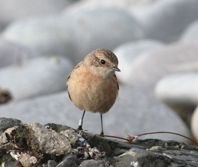 Siberian Stonechat (Saxicola maurus)