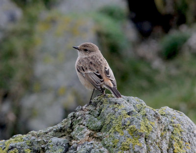 Siberian Stonechat (Saxicola maurus)