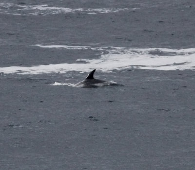 White-beaked Dolphin (Lagenorhynchus albirostris)