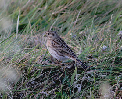 Pine Bunting (Emberiza leucocephalos)