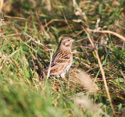 Pine Bunting (Emberiza leucocephalos)
