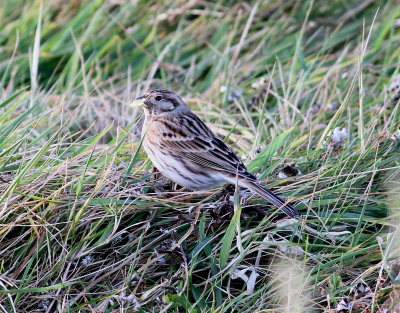 Pine Bunting (Emberiza leucocephalos)