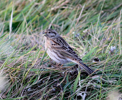Pine Bunting (Emberiza leucocephalos)