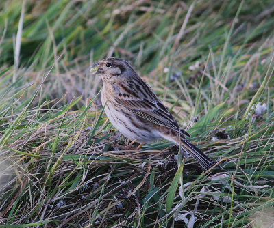 Pine Bunting (Emberiza leucocephalos)g